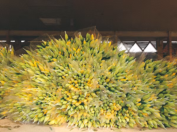 Ghé thăm những cánh đồng hoa Tây Tựu ngày cận Tết ảnh 7