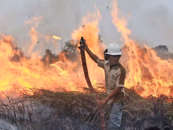 Cháy rừng, Indonesia mất 16 tỷ USD trong năm 2015 ảnh 1