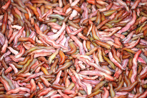 Chả rươi - món ngon Hà Nội ảnh 2