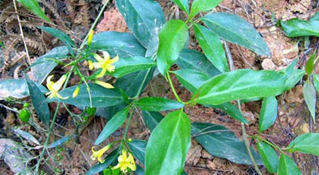 Mới cưới được 4 ngày, người vợ trẻ ăn lá ngón tự tử ảnh 1