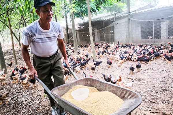 Chuyện ông "Lợi còi" 10 năm góp sức xây dựng nông thôn mới ở làng cổ Đường Lâm ảnh 1 Chuyện ông "Lợi còi" 10 năm góp sức xây dựng nông thôn mới ở làng cổ Đường Lâm ảnh 1