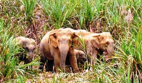 Voi rừng xuất hiện phá hoại cây cối và hoa màu của người dân ảnh 1 Voi rừng xuất hiện phá hoại cây cối và hoa màu của người dân ảnh 1