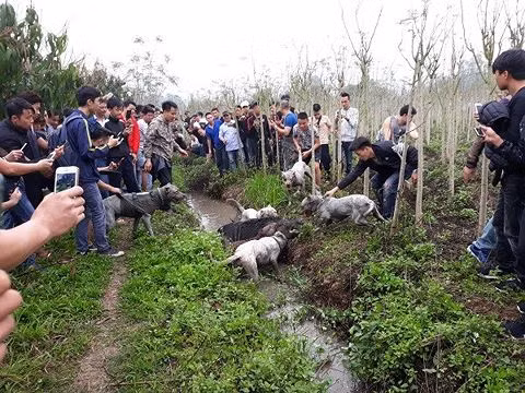 "Thú tính" được thả rông ảnh 1