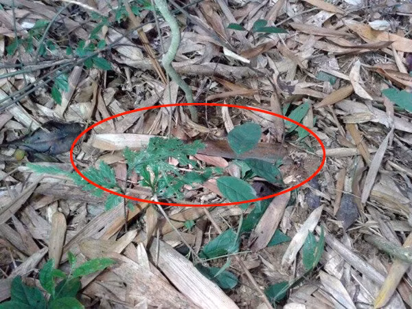 Tìm được toàn bộ hung khí gây án, sát hại 4 người tại Yên Bái ảnh 1