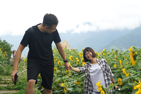 4 triệu cây hoa hướng dương đồng loạt bung nở tại Sun World Fansipan Legend ảnh 10