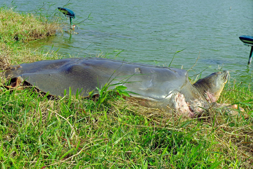 Chuyện ít biết về quá trình hoàn thiện tiêu bản 'cụ rùa' Hồ Gươm ảnh 2