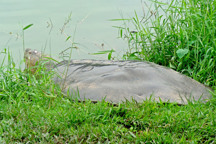 Chuyện ít biết về quá trình hoàn thiện tiêu bản 'cụ rùa' Hồ Gươm ảnh 1