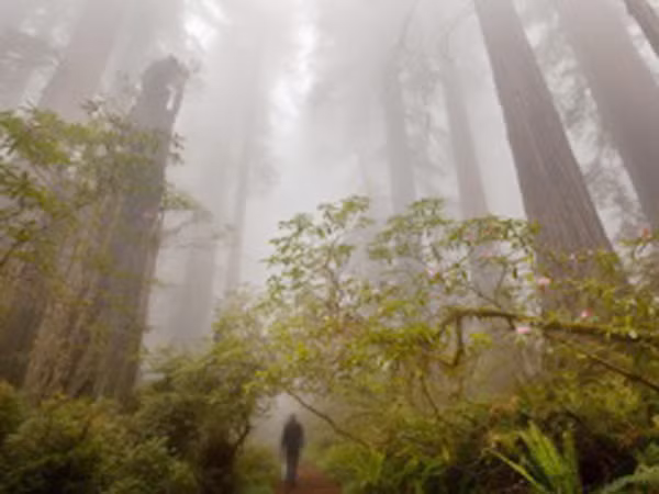 Cây cối có thể “nổi giận” vì trái đất nóng lên ảnh 1