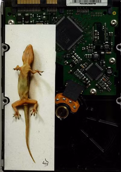 Họa sỹ trẻ Nguyễn Đình Hoàng Việt: Tay vẽ có hạng về động vật ảnh 2