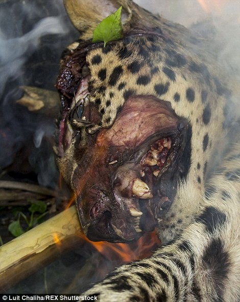 Báo quý hiếm bị "xẻo thịt", thiêu cháy dã man ảnh 4