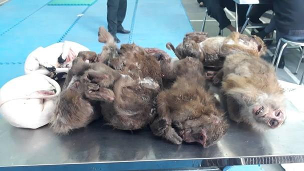 Bắt đối tượng vận chuyển 18 cá thể động vật hoang dã đi tiêu thụ ảnh 1 Bắt đối tượng vận chuyển 18 cá thể động vật hoang dã đi tiêu thụ ảnh 1