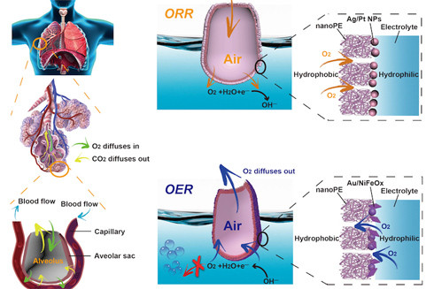 "Lá phổi" biến nước thành nhiên liệu sạch ảnh 1