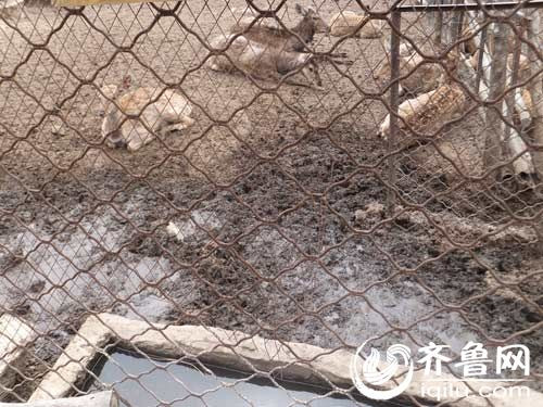 Trung Quốc: Sư tử xổng chuồng vồ chết một nhân viên vườn thú ảnh 2