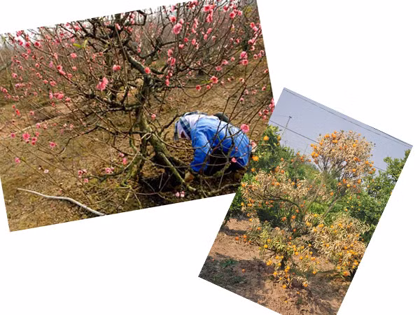 Đào được mùa, quất héo khô ảnh 1