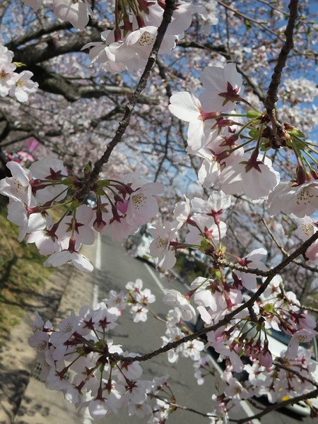 Mãn nhãn ngắm hoa anh đào nở rực rỡ trên đất nước Nhật Bản ảnh 12