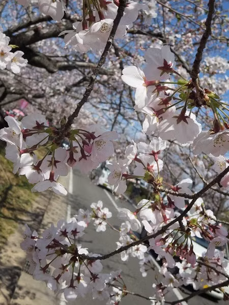 Mãn nhãn ngắm hoa anh đào nở rực rỡ trên đất nước Nhật Bản ảnh 12