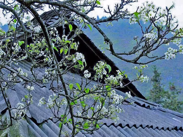 Tháng ba nhớ mùa hoa ban... ảnh 1