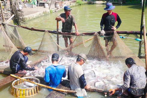 Cảnh báo hiện tượng Trung Quốc mua cá tra non ảnh 1