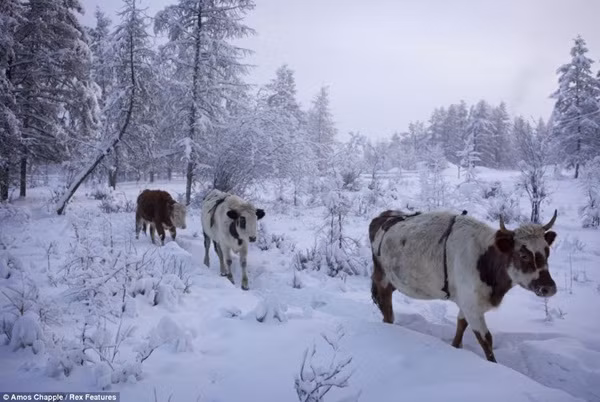 Ngôi làng lạnh nhất thế giới - nơi mất 3 ngày đế chôn cất người chết ảnh 3