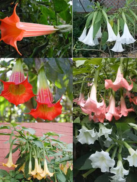 Rao bán "hơi thở của quỷ" trên mạng ảnh 2