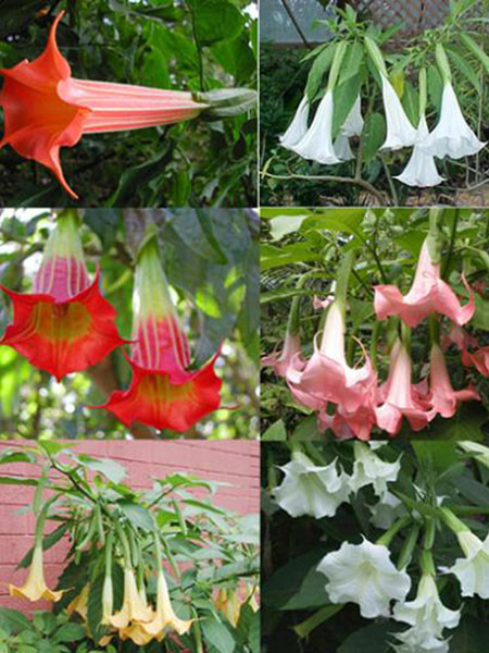 Rao bán "hơi thở của quỷ" trên mạng ảnh 2