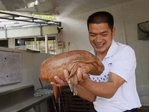 Bắt được con kỳ nhông khổng lồ, giống "sinh vật lạ ở Vĩnh Phúc" ảnh 4