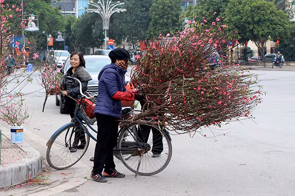 Hoa đào nở rực ở Nhật Tân, giá không hề rẻ ảnh 10