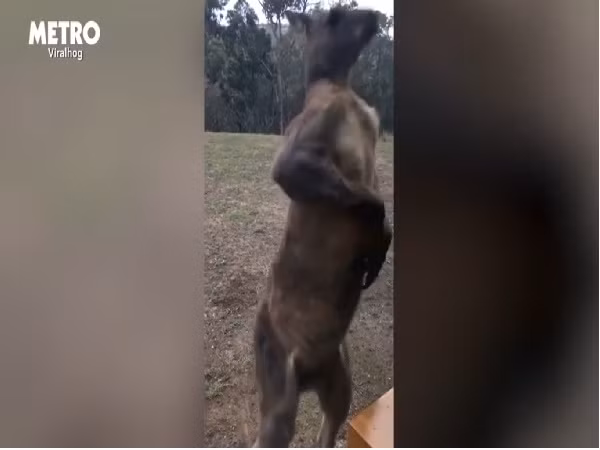 Ám ảnh video kangaroo cố gắng gõ cửa ảnh 4