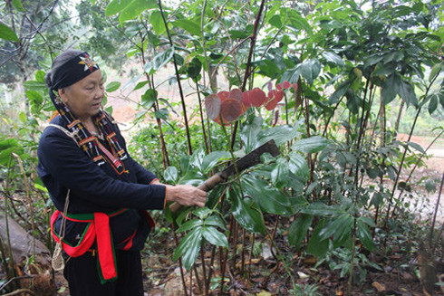 Nguy cơ thất truyền nghề bốc thuốc nam của đồng bào dân tộc Dao ở Ba Vì ảnh 1