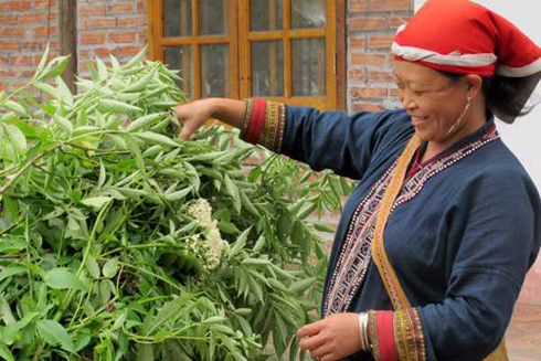 Nguy cơ thất truyền nghề bốc thuốc nam của đồng bào dân tộc Dao ở Ba Vì ảnh 2