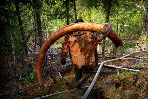 Hệ sinh thái bị hủy hoại vì săn hóa thạch voi ma mút ảnh 1