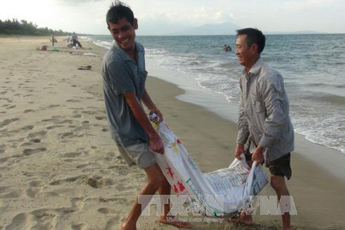 Ngư dân Quảng Bình: Khai thác hàng chục tấn ruốc biển mỗi ngày ảnh 1