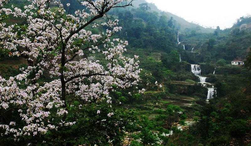 Sắp diễn ra "Lễ hội hoa ban 2018" ảnh 1