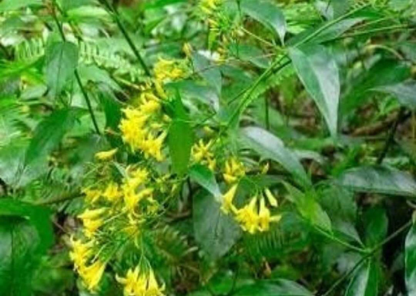 Giận chồng, vợ tìm lá ngón tự tử, còn chụp ảnh trước khi ăn ảnh 1