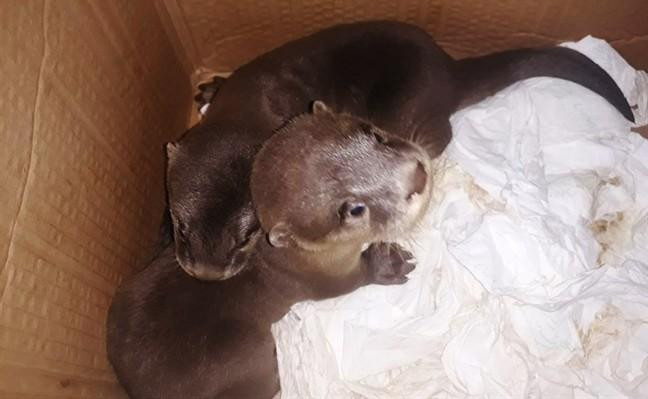 Giải cứu 15 con rái cá, loại nằm trong Sách đỏ Việt Nam ảnh 1