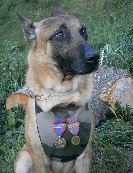 Pháp ca ngợi chú chó hy sinh trong cuộc đấu súng với khủng bố ở ngoại ô Paris ảnh 1