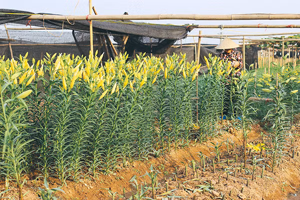 Ghé thăm những cánh đồng hoa Tây Tựu ngày cận Tết ảnh 6