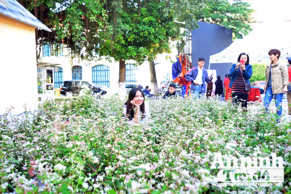 Ấn tượng đôi bạn già tạo dáng 'xì-tin' cùng hoa tam giác mạch bên hồ Gươm ảnh 2