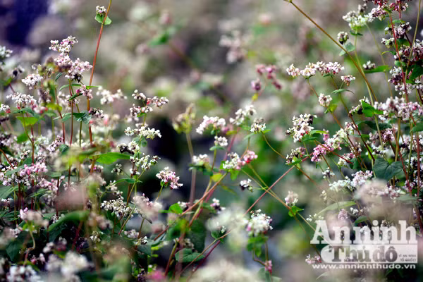 Ấn tượng đôi bạn già tạo dáng 'xì-tin' cùng hoa tam giác mạch bên hồ Gươm ảnh 6