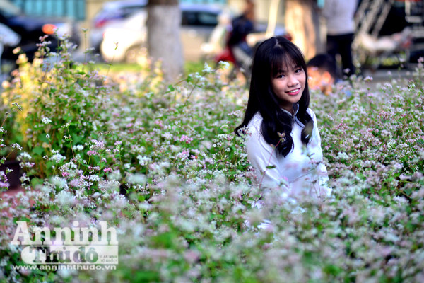 Ấn tượng đôi bạn già tạo dáng 'xì-tin' cùng hoa tam giác mạch bên hồ Gươm ảnh 5 Ấn tượng đôi bạn già tạo dáng 'xì-tin' cùng hoa tam giác mạch bên hồ Gươm ảnh 5