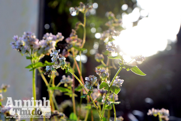 Ấn tượng đôi bạn già tạo dáng 'xì-tin' cùng hoa tam giác mạch bên hồ Gươm ảnh 3 Ấn tượng đôi bạn già tạo dáng 'xì-tin' cùng hoa tam giác mạch bên hồ Gươm ảnh 3