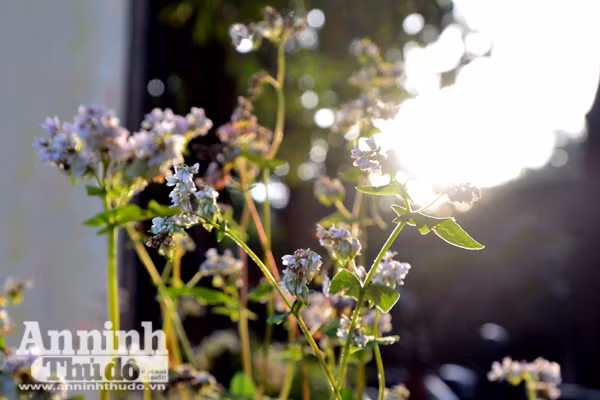 Ấn tượng đôi bạn già tạo dáng 'xì-tin' cùng hoa tam giác mạch bên hồ Gươm ảnh 3