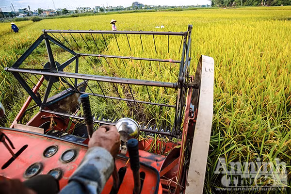 Những cánh đồng tuyệt đẹp của Hà Nội trong ngày mùa bội thu ảnh 3