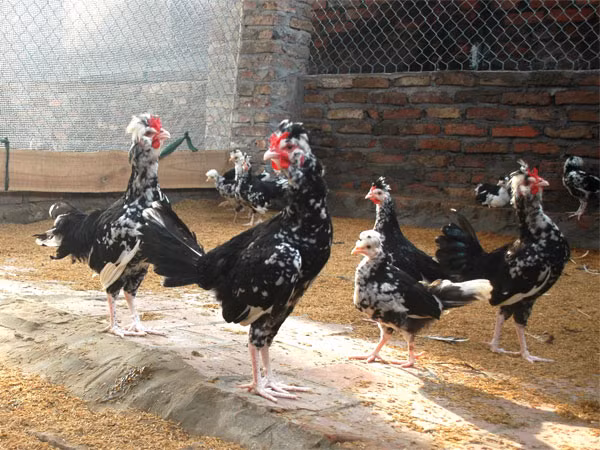 Mốt chơi thú “độc” của dân chơi ngày Tết ảnh 1