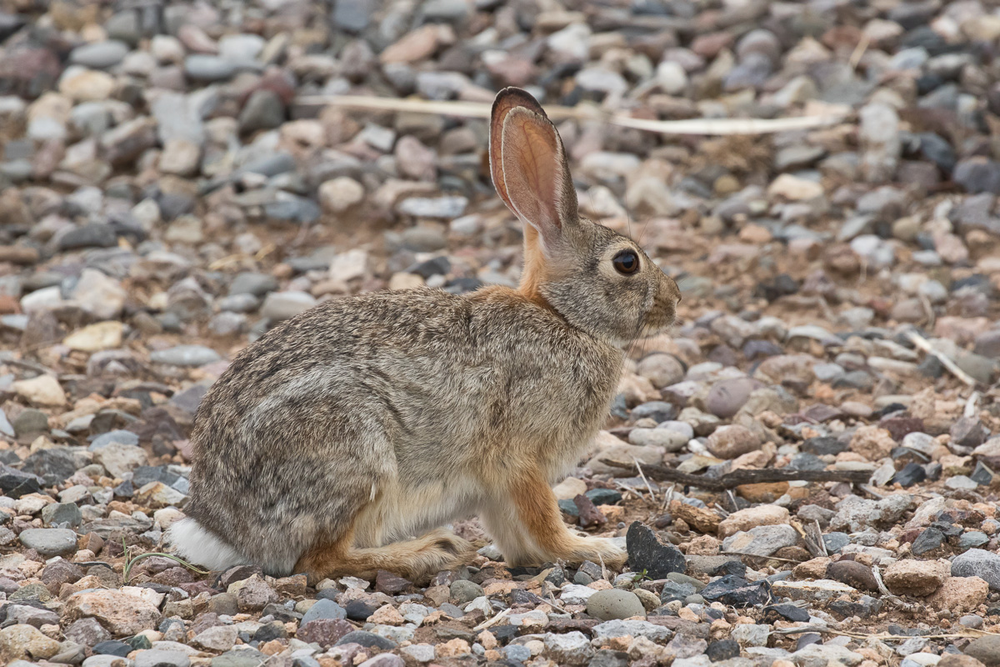 Danh sách các loài thỏ hoang dã trên toàn thế giới | Báo Điện tử An ninh Thủ đô