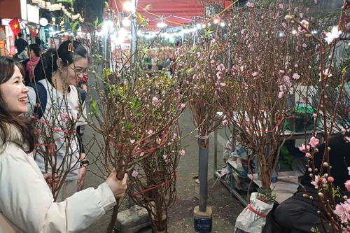 Người dân đi chợ Hoa Xuân Phố cổ, chọn mua cành đào ưng ý.