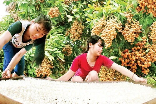 Tri thức trồng và chế biến nhãn lồng Hưng Yên được công nhận là Di sản văn hóa phi vật thể quốc gia