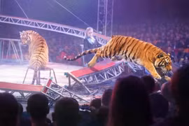 Nga: Lưới chắn đổ sập trong lúc biểu diễn, hổ xiếc nhảy vào ghế khán giả 