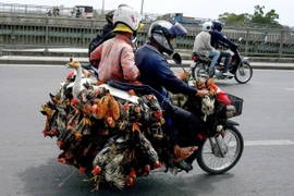 Campuchia ghi nhận thêm ca nhiễm cúm gia cầm, ngăn ngừa dịch bệnh bùng phát