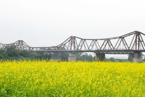 Sắc vàng hoa cải bên cầu Long Biên lịch sử